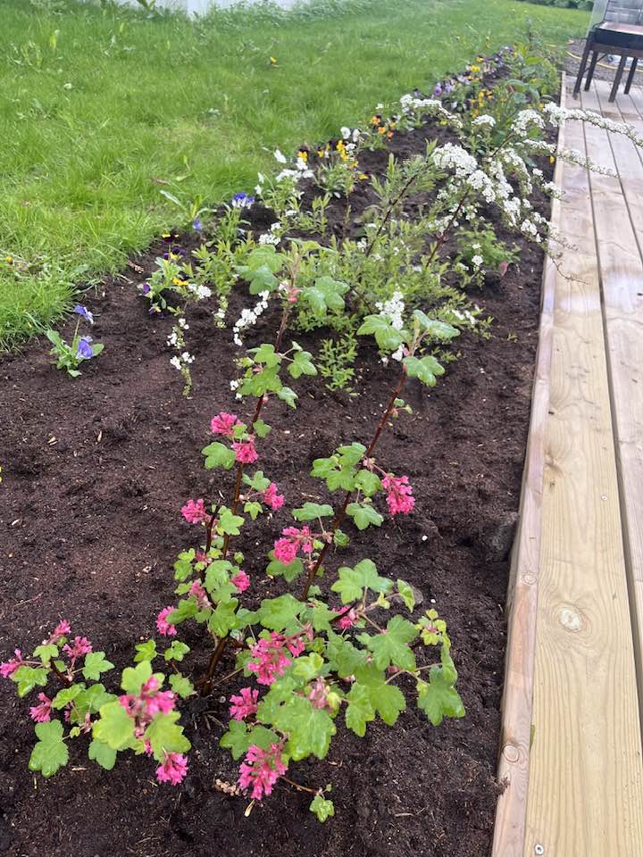 Sumarblómin komin niður í beð við hús bæjarstjóra.