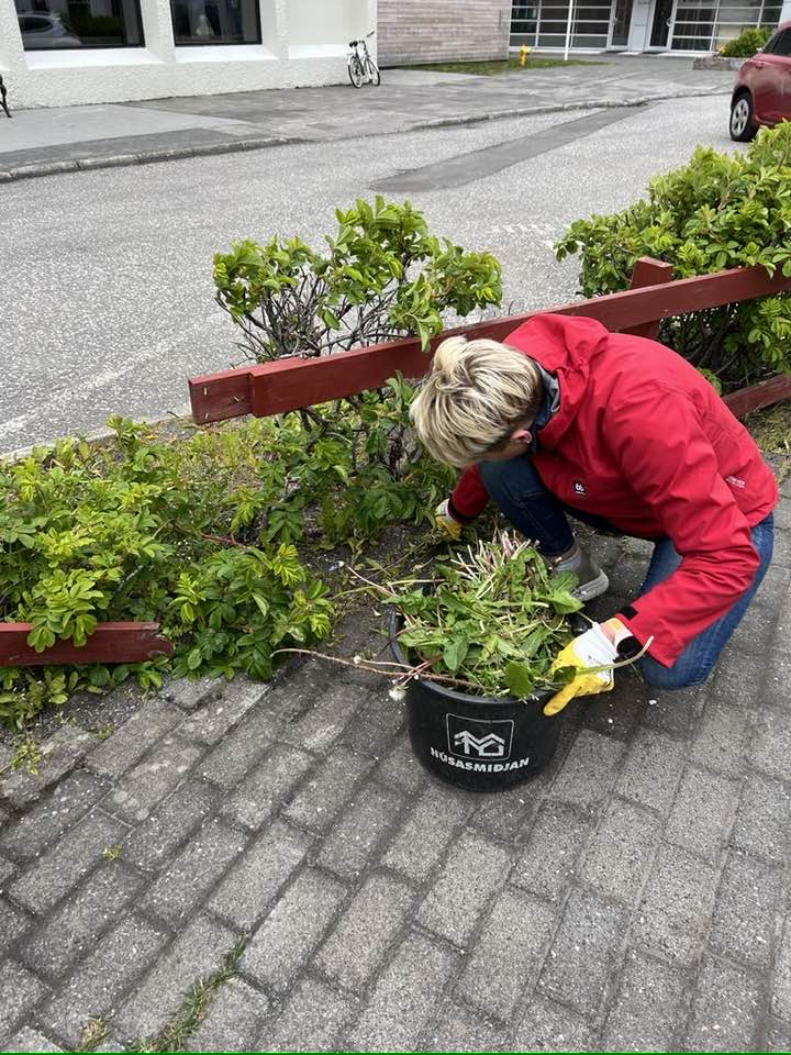 Sigga hreinsar illgresi úr beði við Silfurtorg