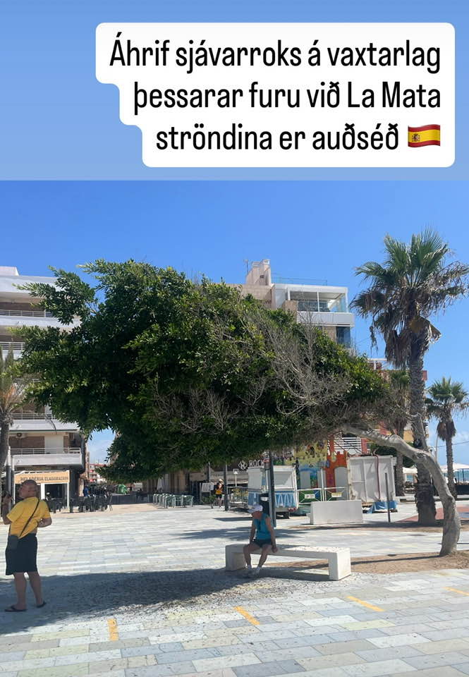 Fura við ströndina sem hefur vaxið til hliðar vegna ríkjandi vindáttar.