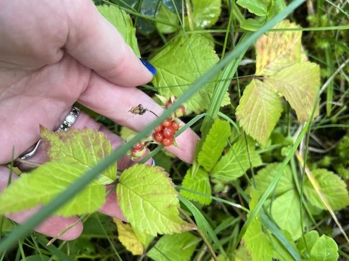 Nærmynd af hrútaberjum sem eru byrjuð að roðna.