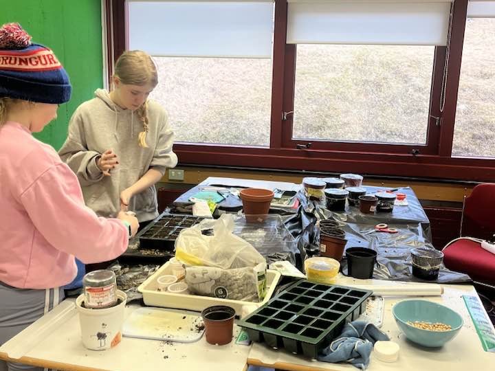 Sáning í grunnskólanum á Þingeyri.