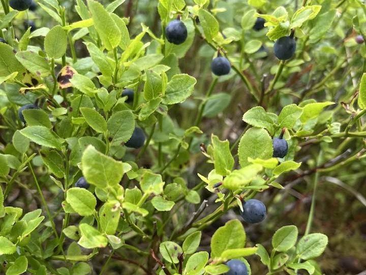 Aðalbláberin góðu.