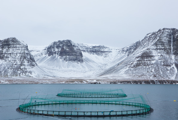 Mynd: www.arnarlax.is