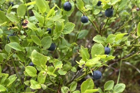 Aðalbláberin góðu.