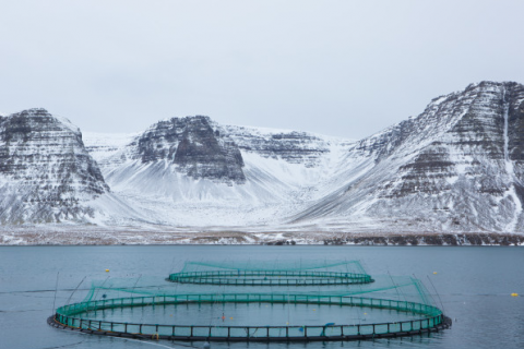 Mynd: www.arnarlax.is